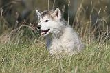 ALASKAN MALAMUTE 147